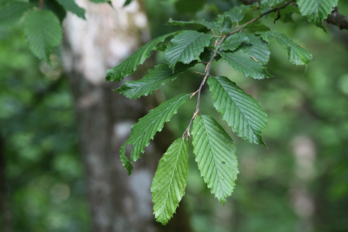 Image of Carpinus betulus specimen.