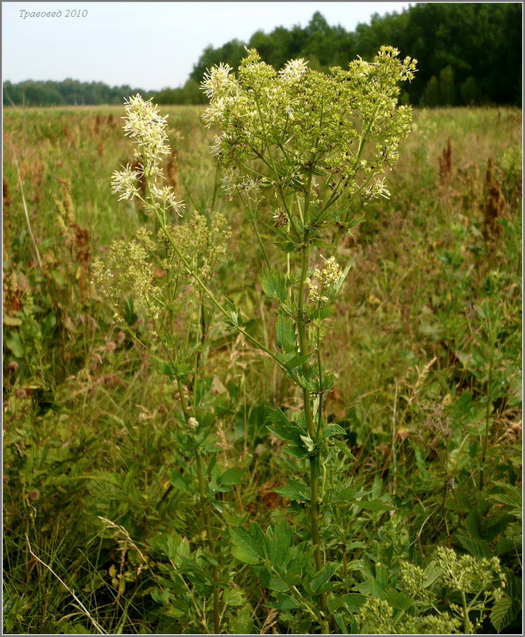 Изображение особи Thalictrum flavum.