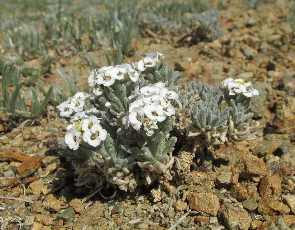 Image of Ptilotrichum canescens specimen.