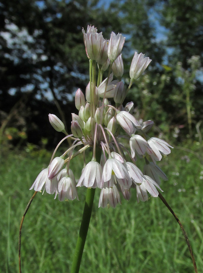 Изображение особи Allium paniculatum.