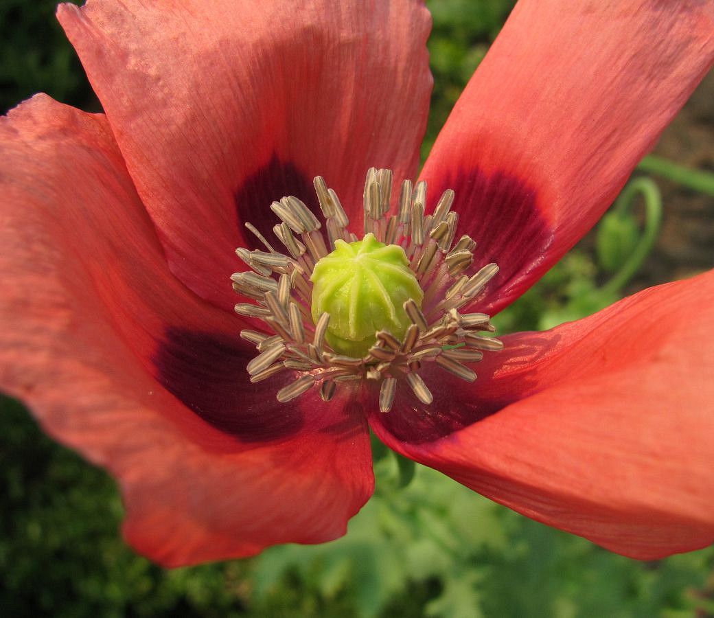 Image of Papaver somniferum specimen.