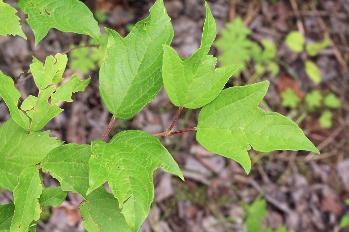 Изображение особи Viburnum sargentii.