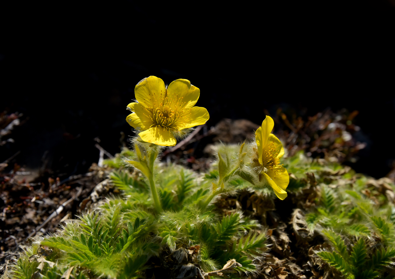 Image of Novosieversia glacialis specimen.