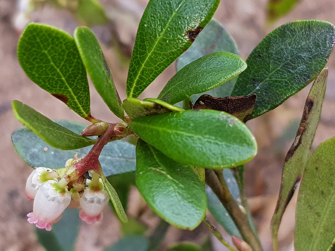 Image of Arctostaphylos uva-ursi specimen.