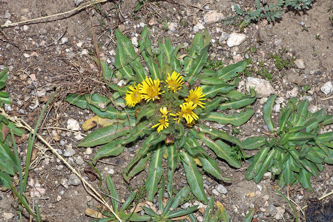 Изображение особи Inula rhizocephala.