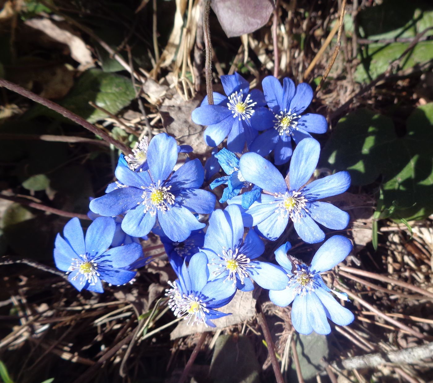 Изображение особи Hepatica nobilis.