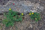 Potentilla approximata