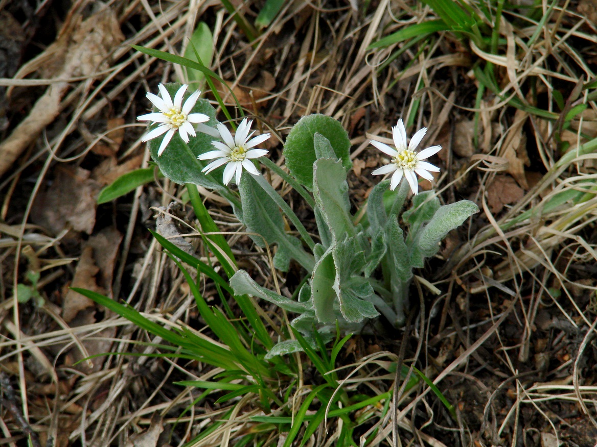 Image of Leibnitzia anandria specimen.