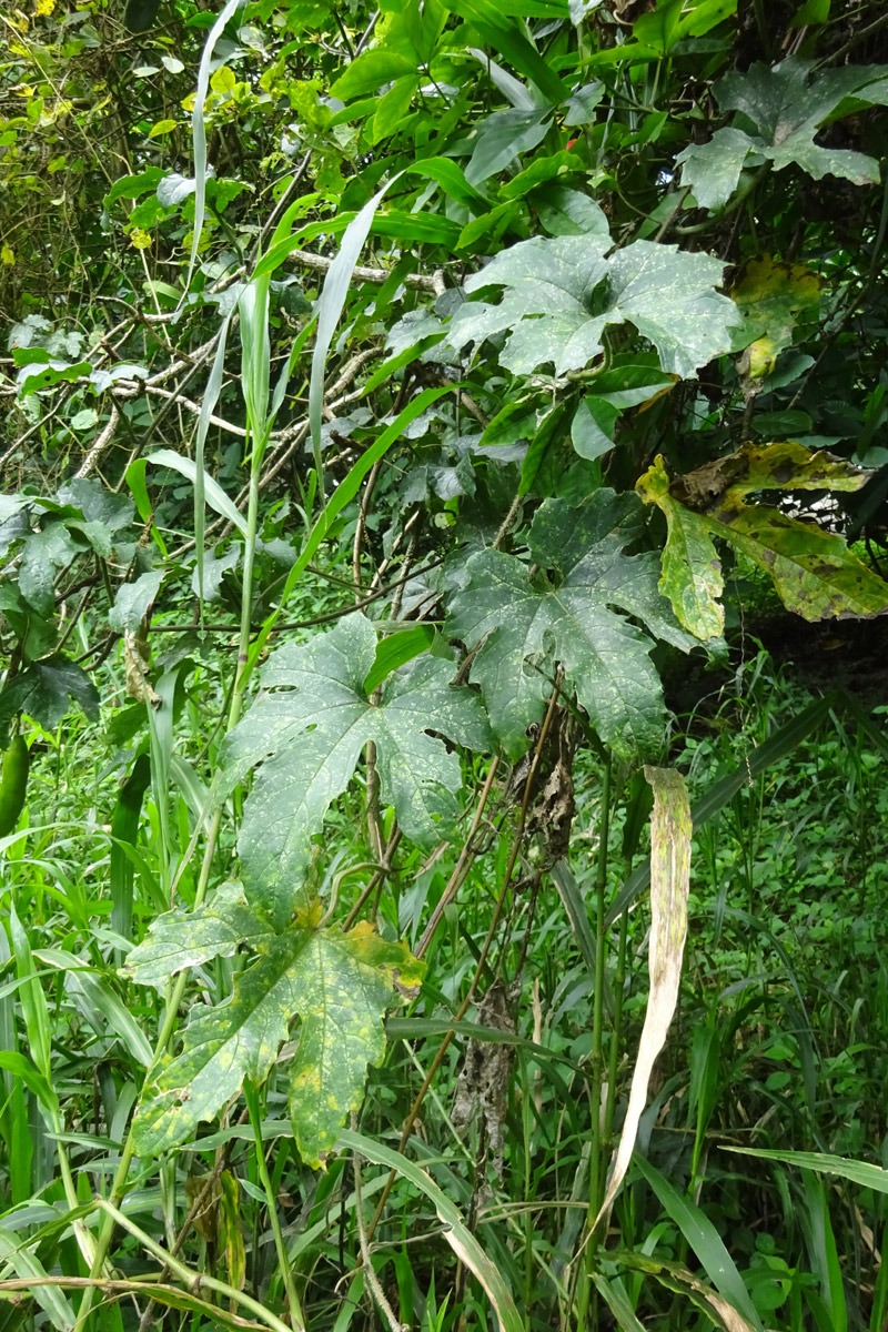 Image of Coccinia grandiflora specimen.