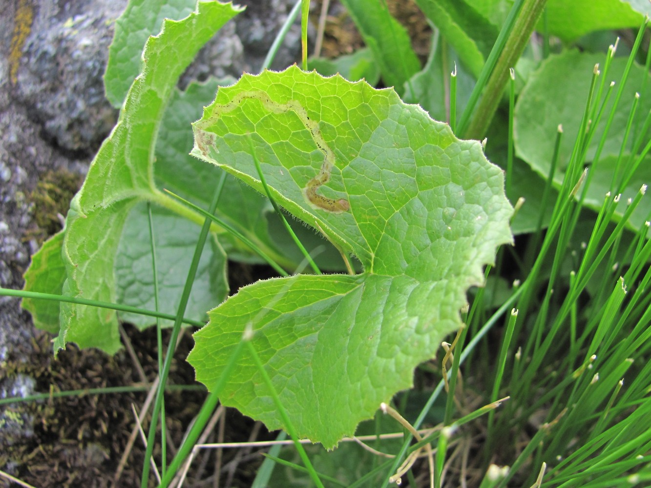 Изображение особи Dolichorrhiza caucasica.