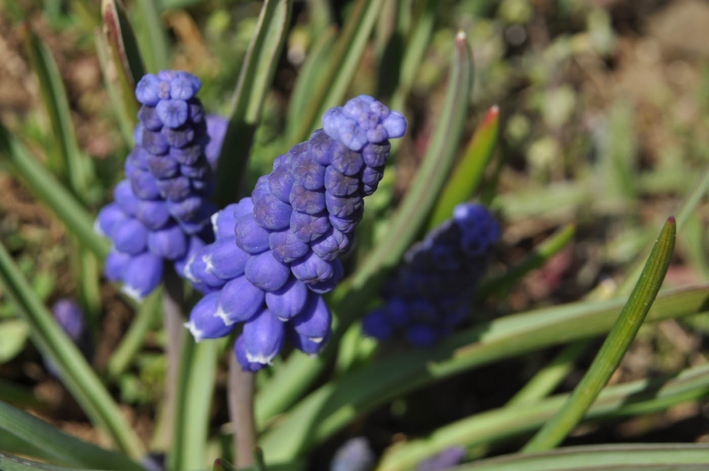 Image of genus Muscari specimen.