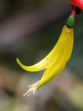Heliconia subulata. Цветок. Перу, регион Куско, провинция Урубамба, Mariposario de Machu Picchu. 19.10.2019.