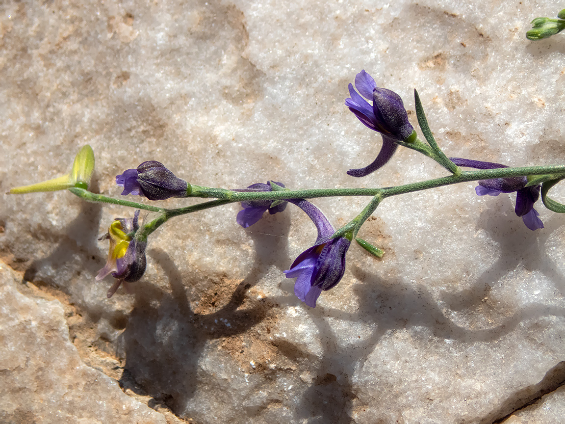 Image of Delphinium peregrinum specimen.