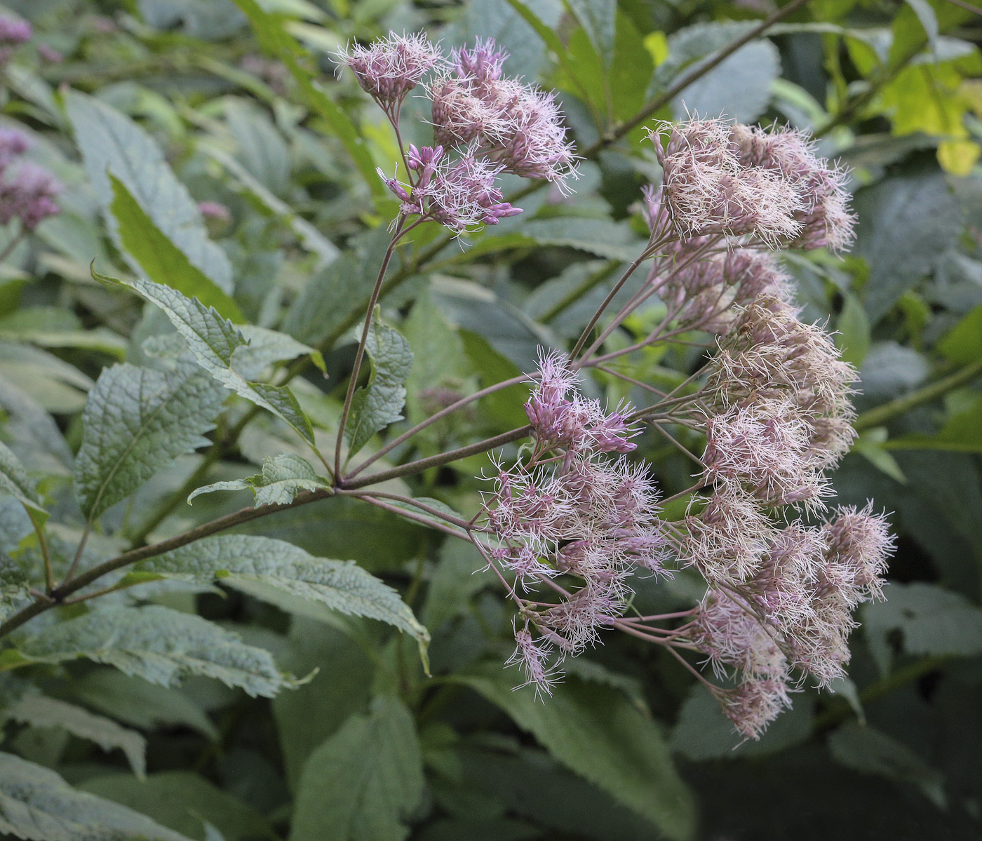 Image of Eupatorium cannabinum specimen.