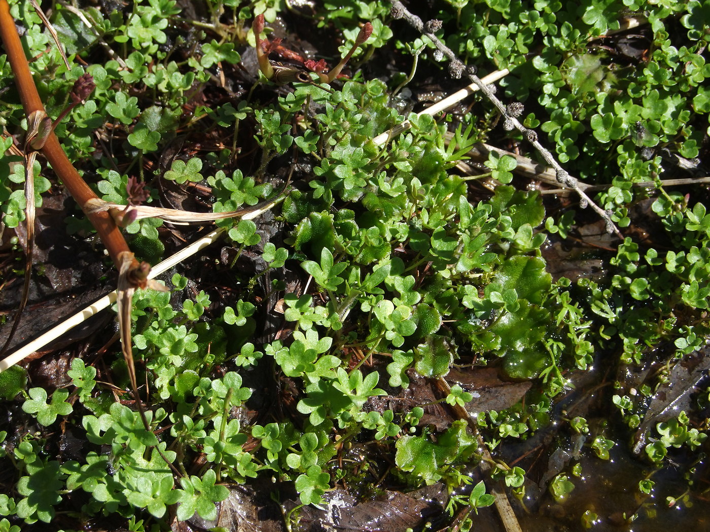 Image of Saxifraga radiata specimen.