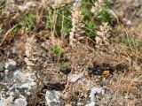 Alyssum hirsutum