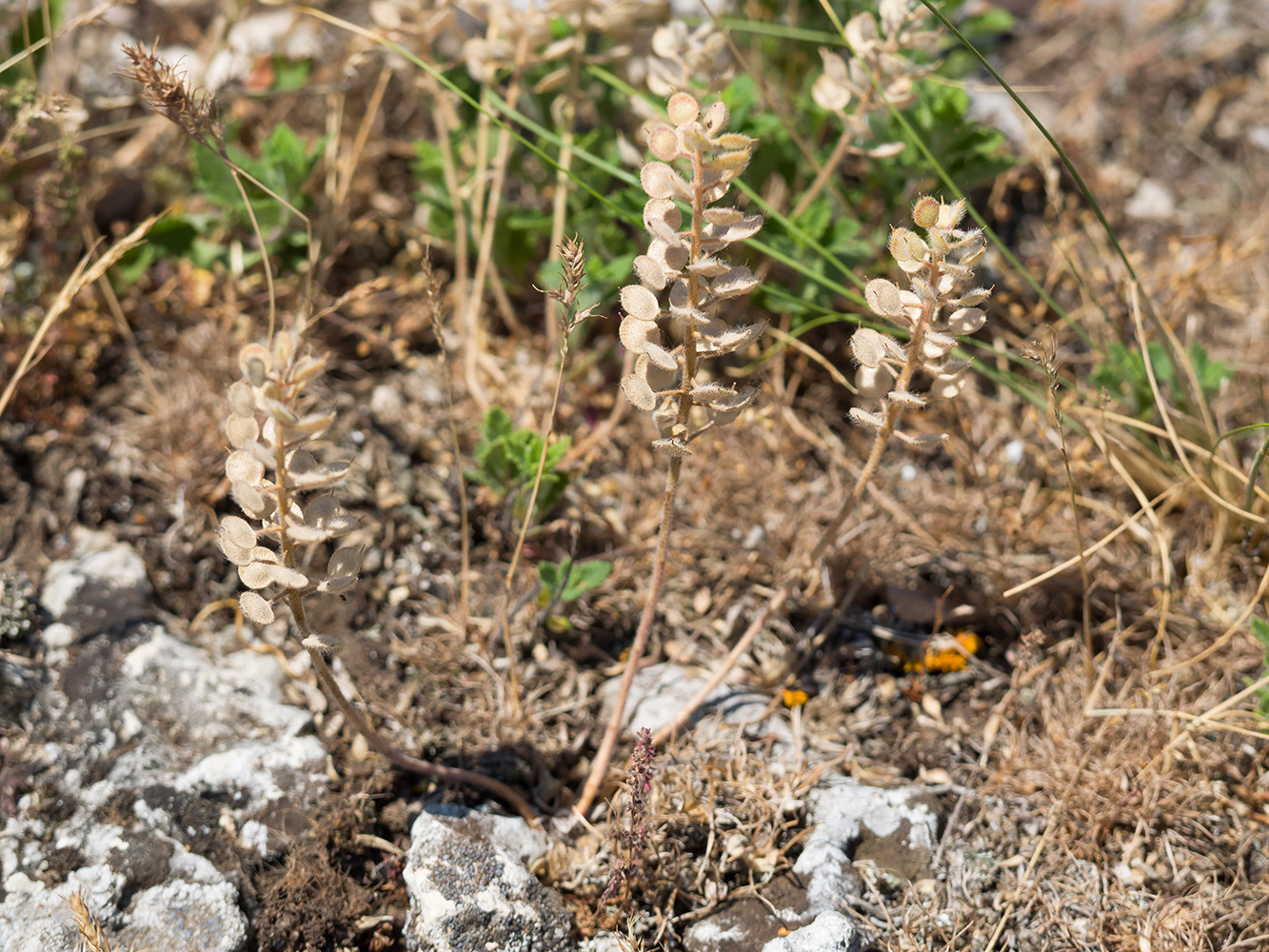 Image of Alyssum hirsutum specimen.