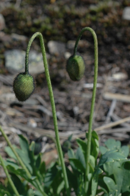 Image of Papaver pseudocanescens specimen.