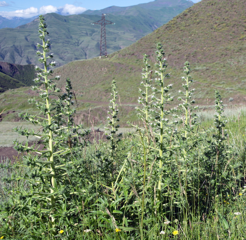 Image of Echium biebersteinii specimen.