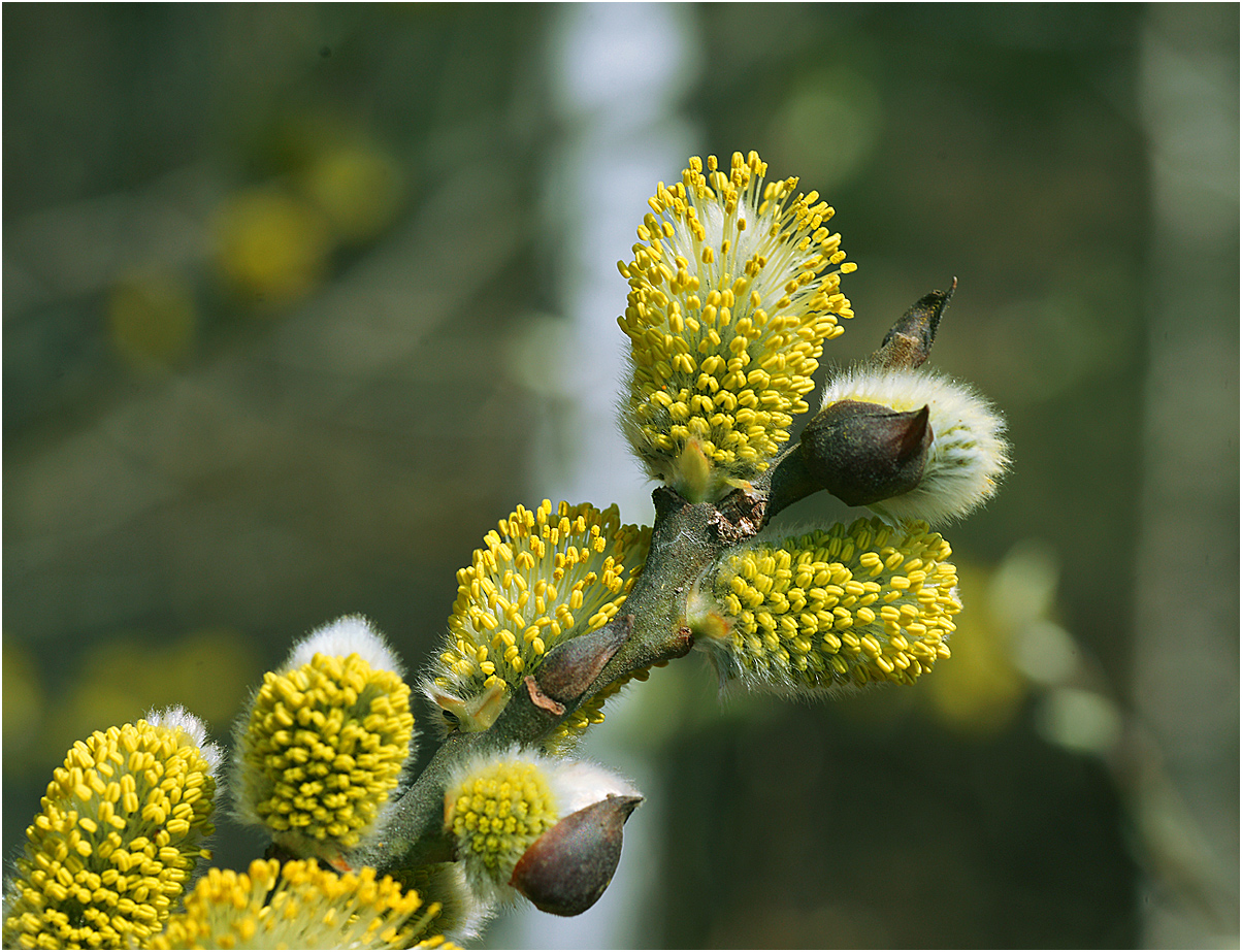 Image of genus Salix specimen.