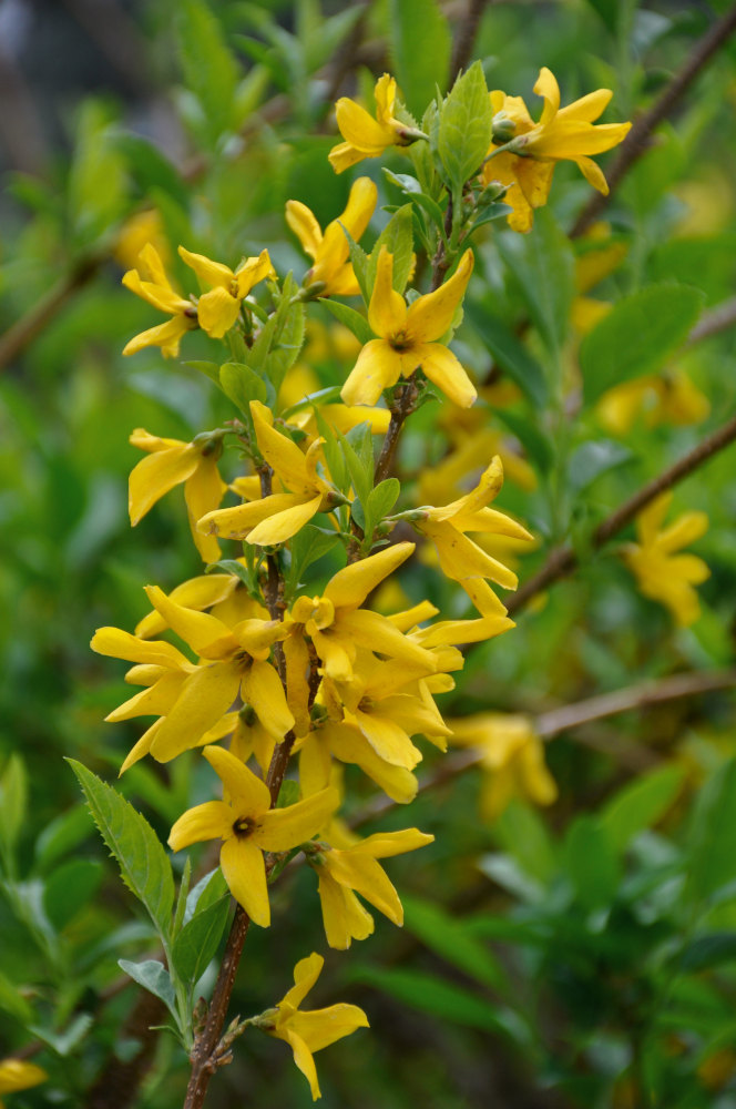 Изображение особи Forsythia &times; intermedia.