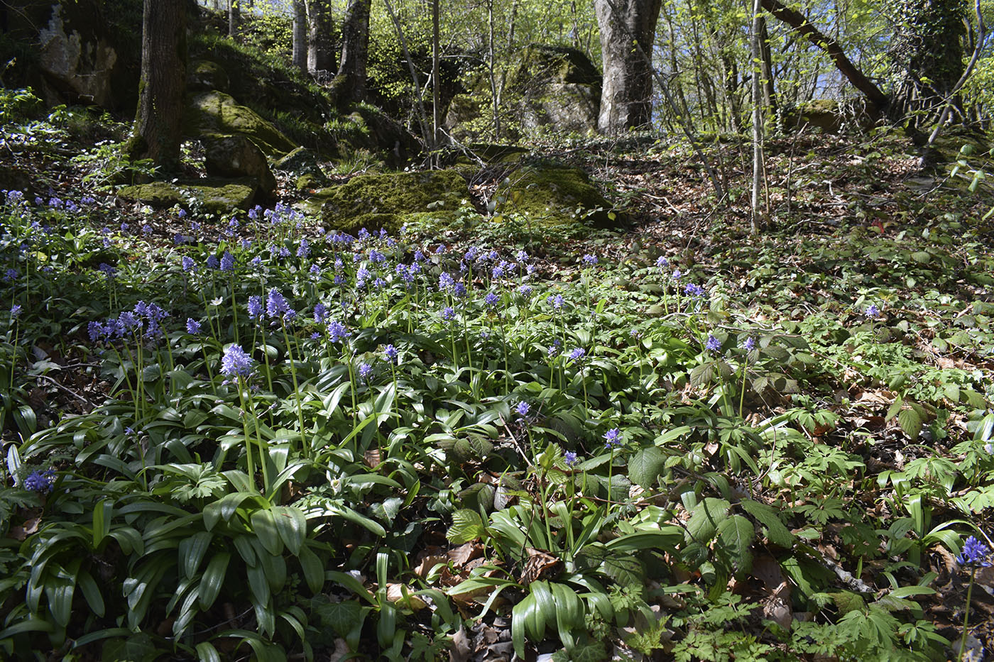 Image of Scilla lilio-hyacinthus specimen.