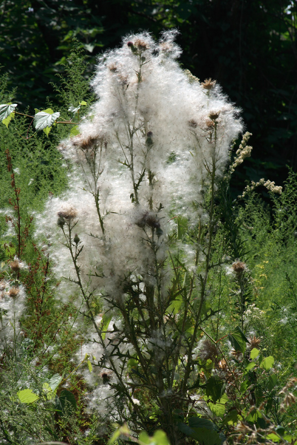 Image of Cirsium vulgare specimen.