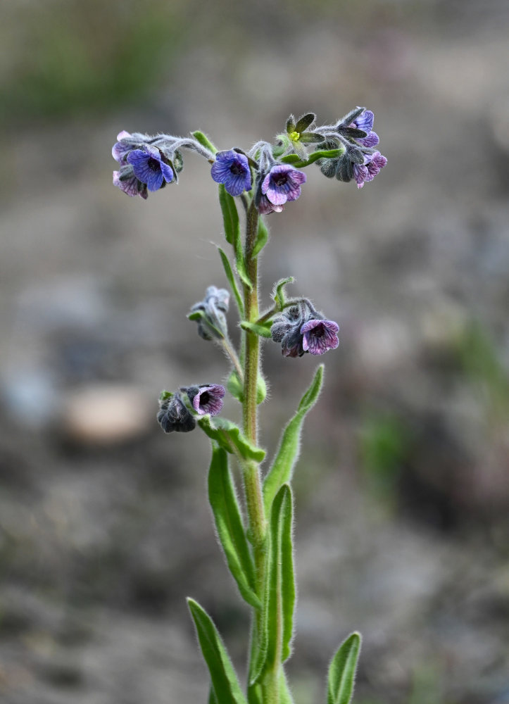 Image of Cynoglossum creticum specimen.