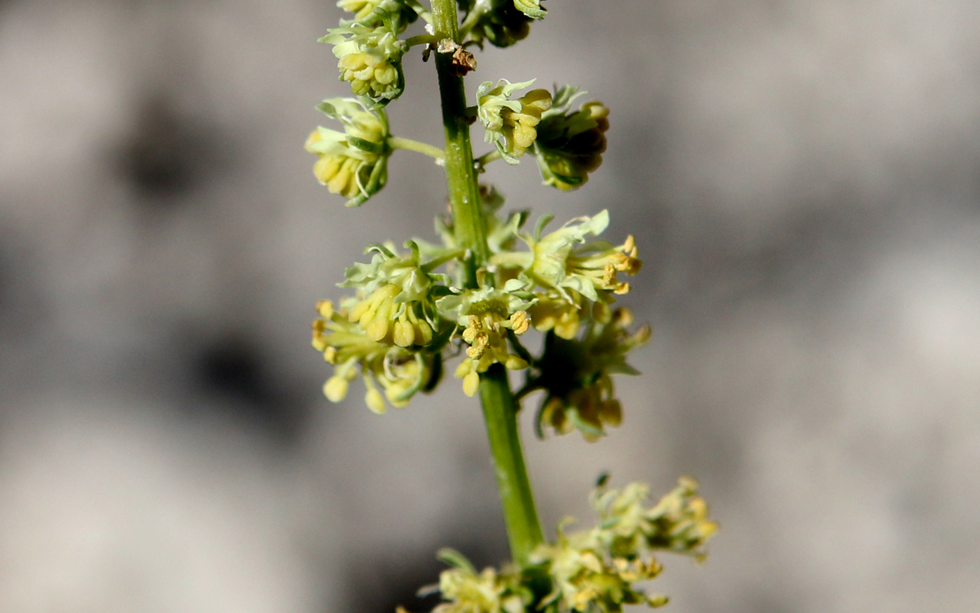 Image of Reseda lutea specimen.