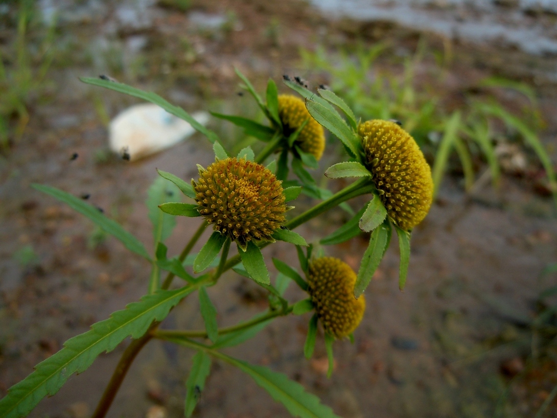 Image of Bidens radiata specimen.