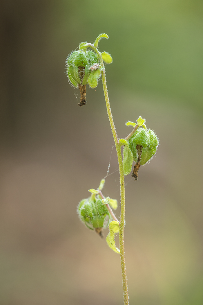 Image of Campanula longistyla specimen.