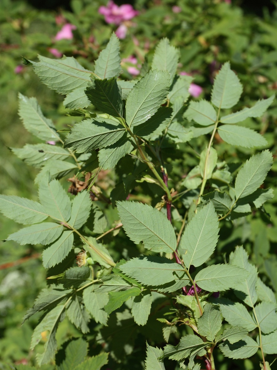 Image of genus Rosa specimen.