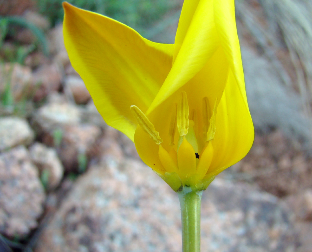 Image of Tulipa toktogulica specimen.