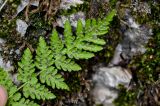 Woodsia caucasica. Верхушка вайи с сорусами (вид снизу). Чечня, Итум-Калинский р-н, Аргунское ущелье, на скале. 26.07.2022.