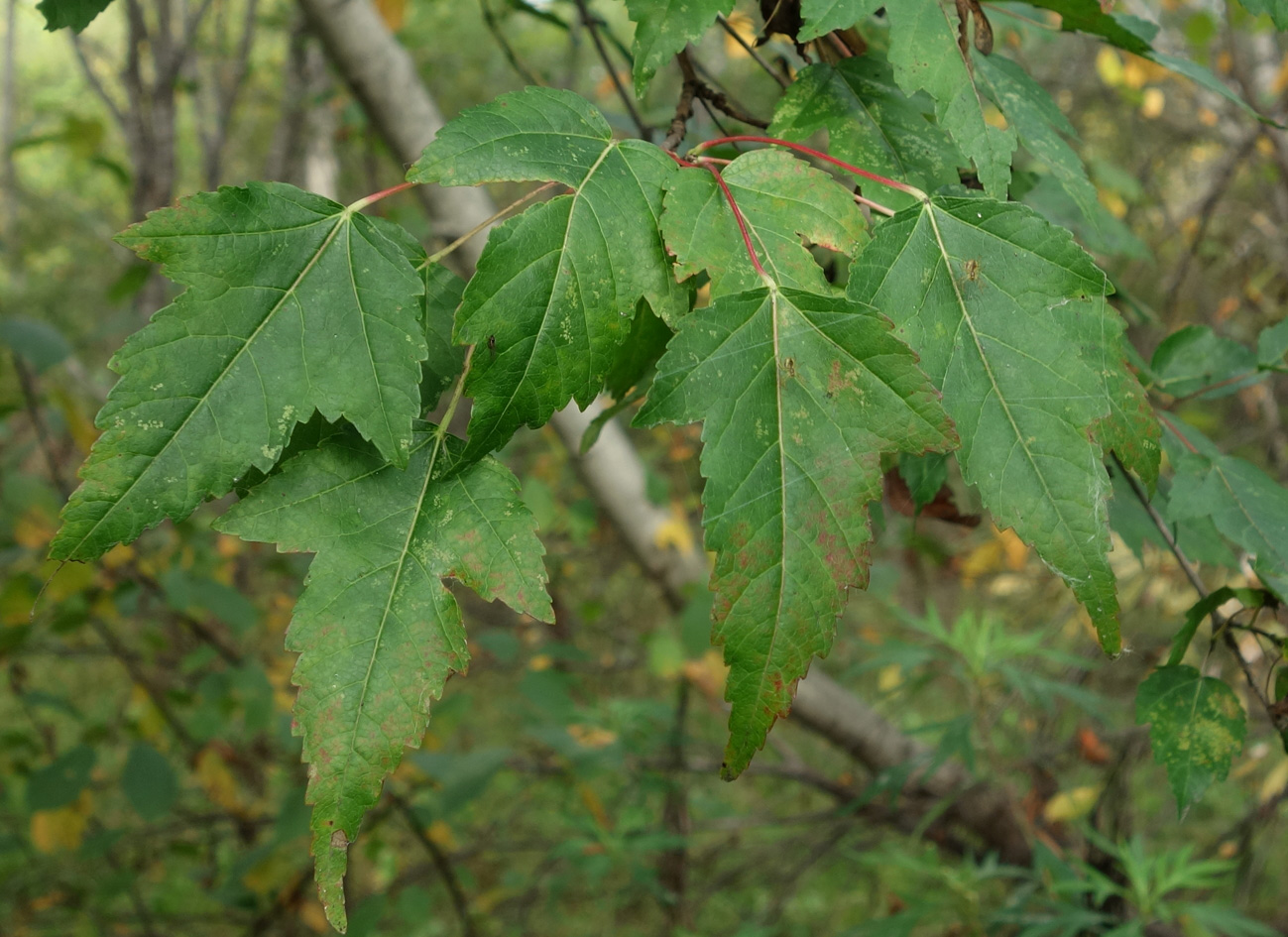 Image of Acer ginnala specimen.