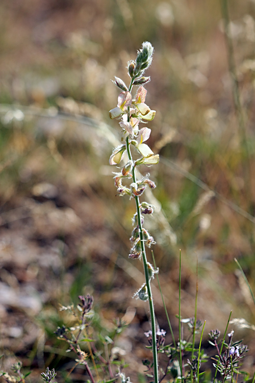 Image of Onobrychis chorassanica specimen.