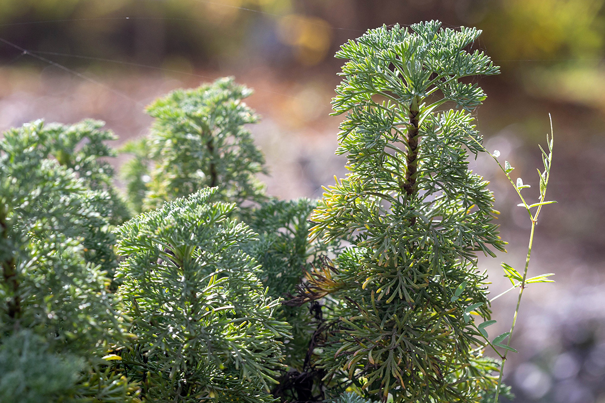 Image of Artemisia abrotanum specimen.