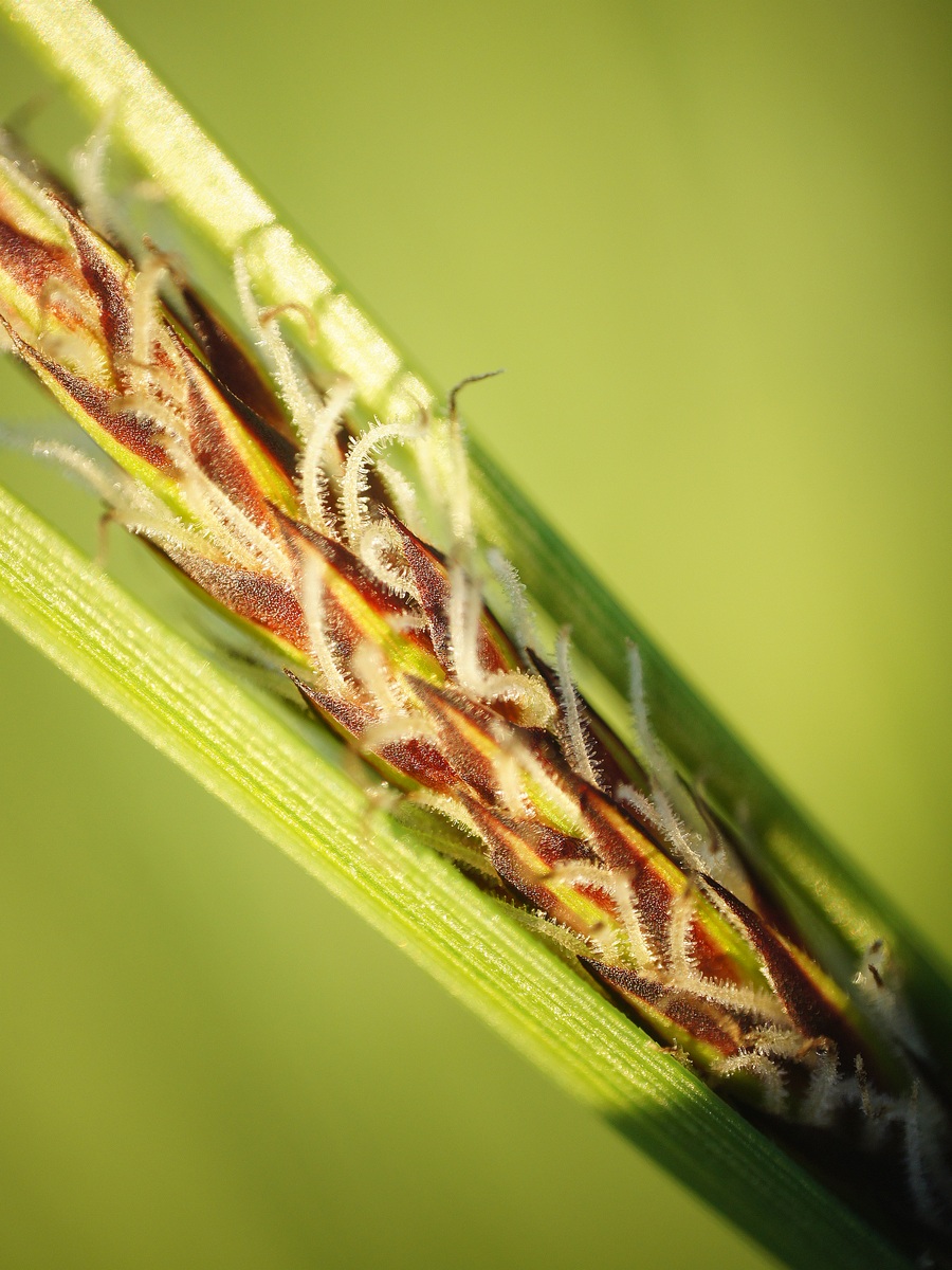 Изображение особи Carex melanostachya.