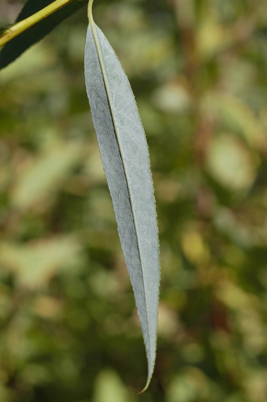 Image of Salix babylonica specimen.