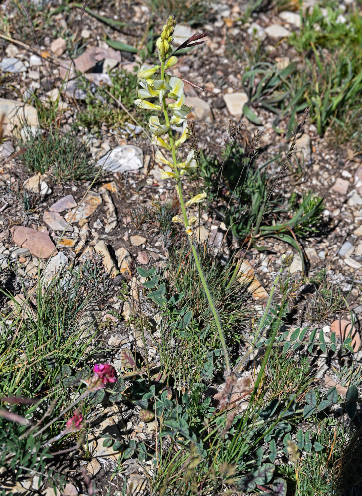 Изображение особи Onobrychis radiata.