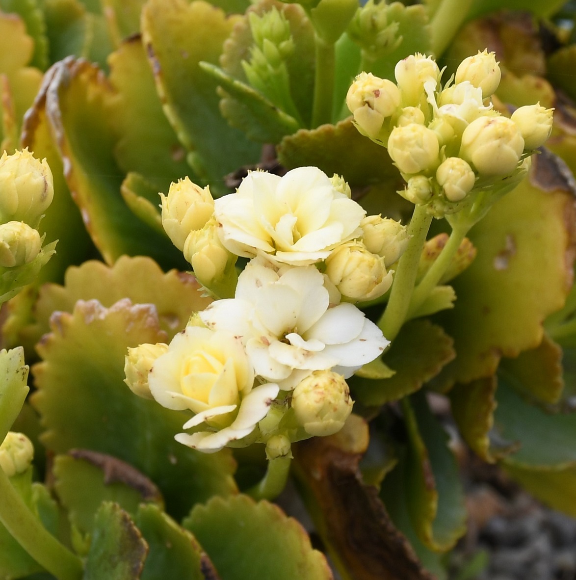 Image of Kalanchoe blossfeldiana specimen.