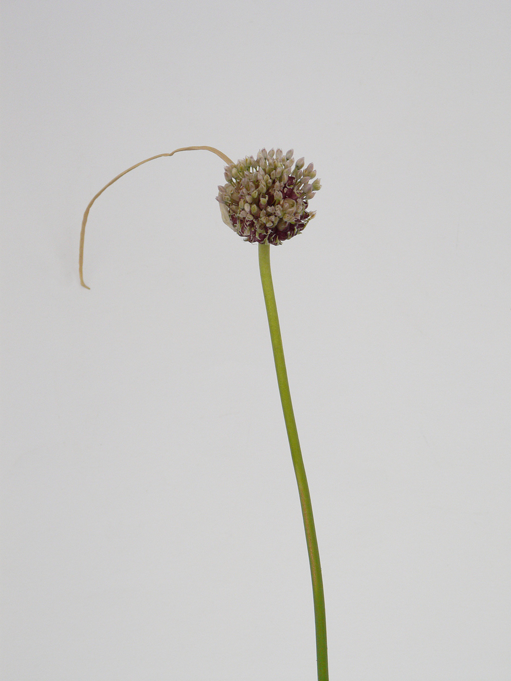 Image of Allium sativum specimen.