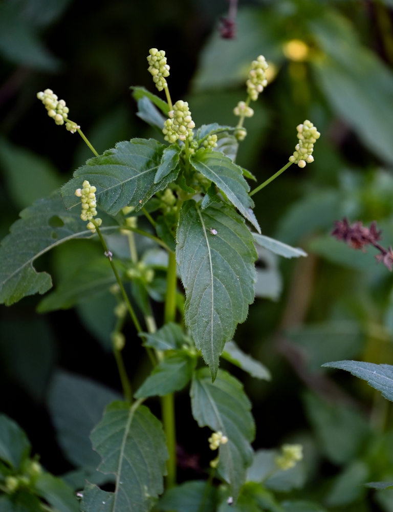 Image of Mercurialis annua specimen.