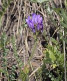 Astragalus danicus. Верхушка побега с соцветием. Пермский край, Кунгурский р-н, окр. дер. Дейково, окр. ур. Греховская гора, крутой склон. 21.05.2023.