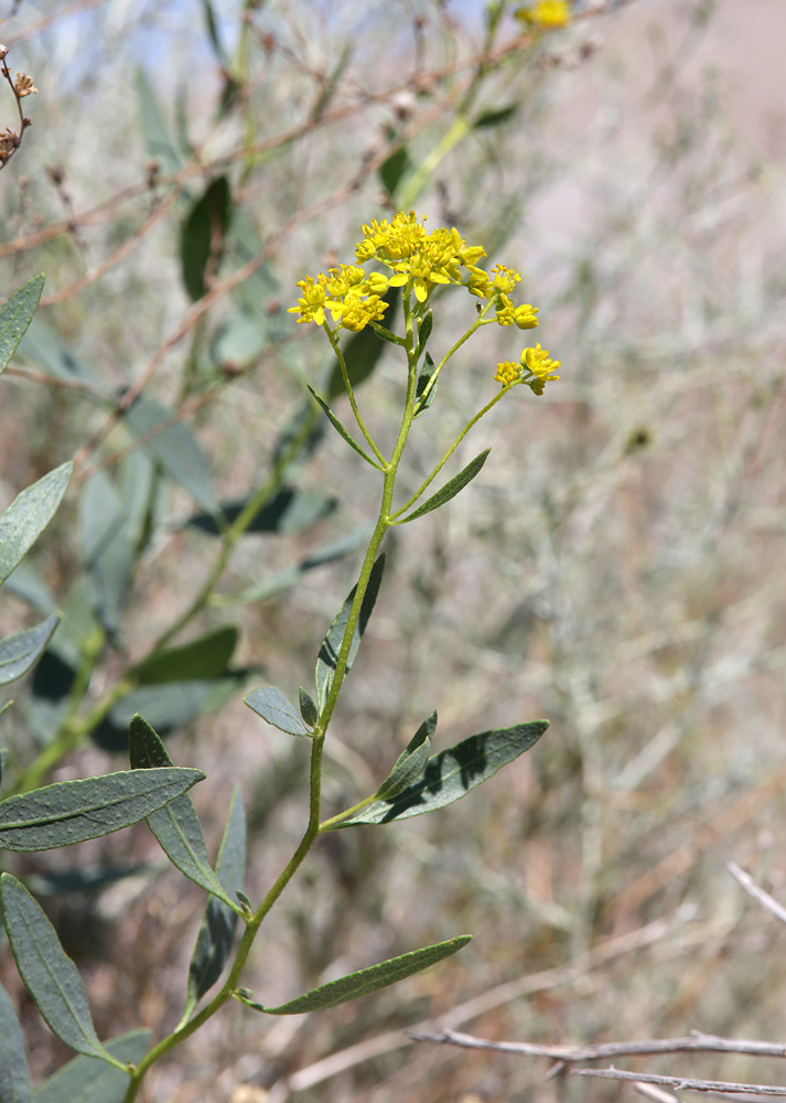 Image of Haplophyllum acutifolium specimen.