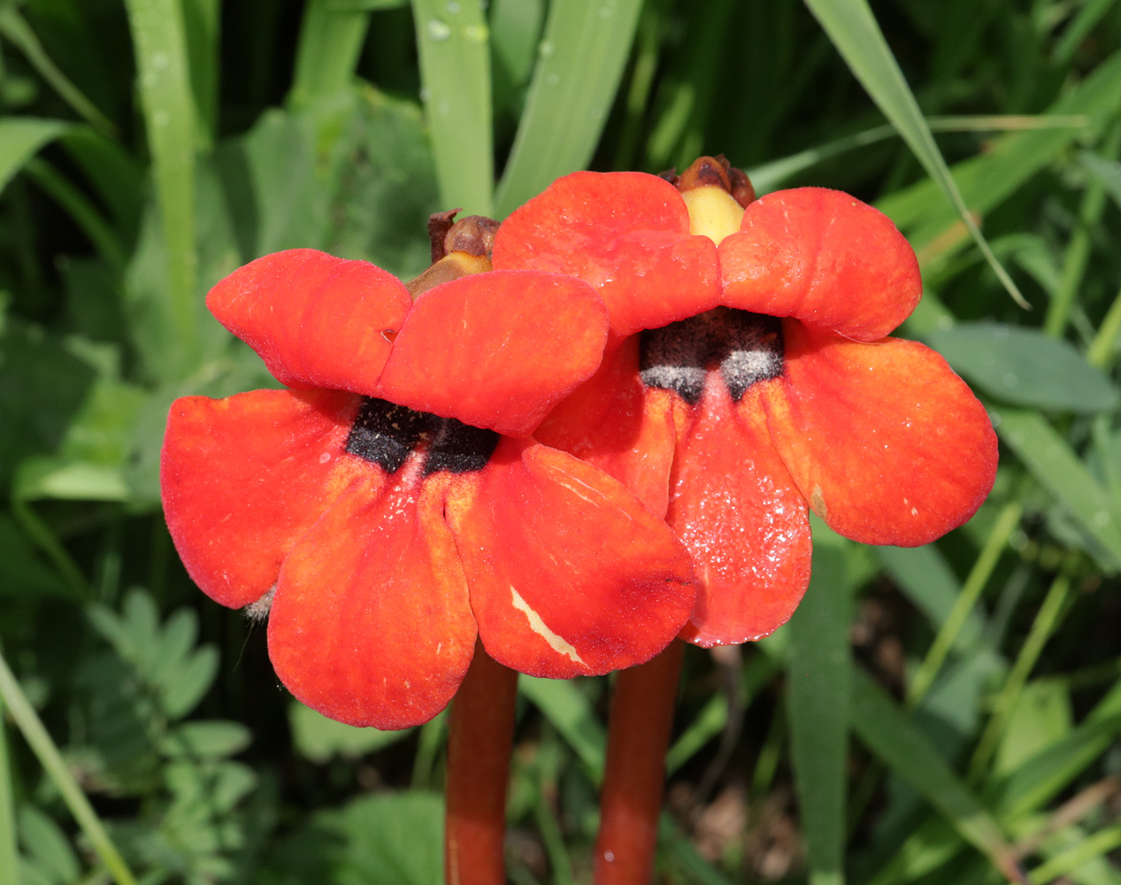 Изображение особи Phelypaea coccinea.