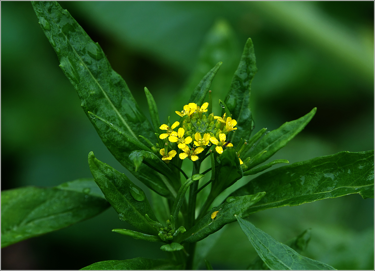 Image of Erysimum cheiranthoides specimen.