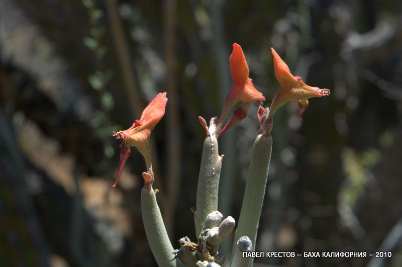 Image of Euphorbia lomelii specimen.