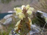 Pedicularis chroorrhyncha. Соцветие. Карачаево-Черкесия, Урупский р-н, Кавказский биосферный заповедник, Имеретинские озёра, дол. оз. Географов, ≈ 2700 м н.у.м., альпийский луг. 27.07.2022.