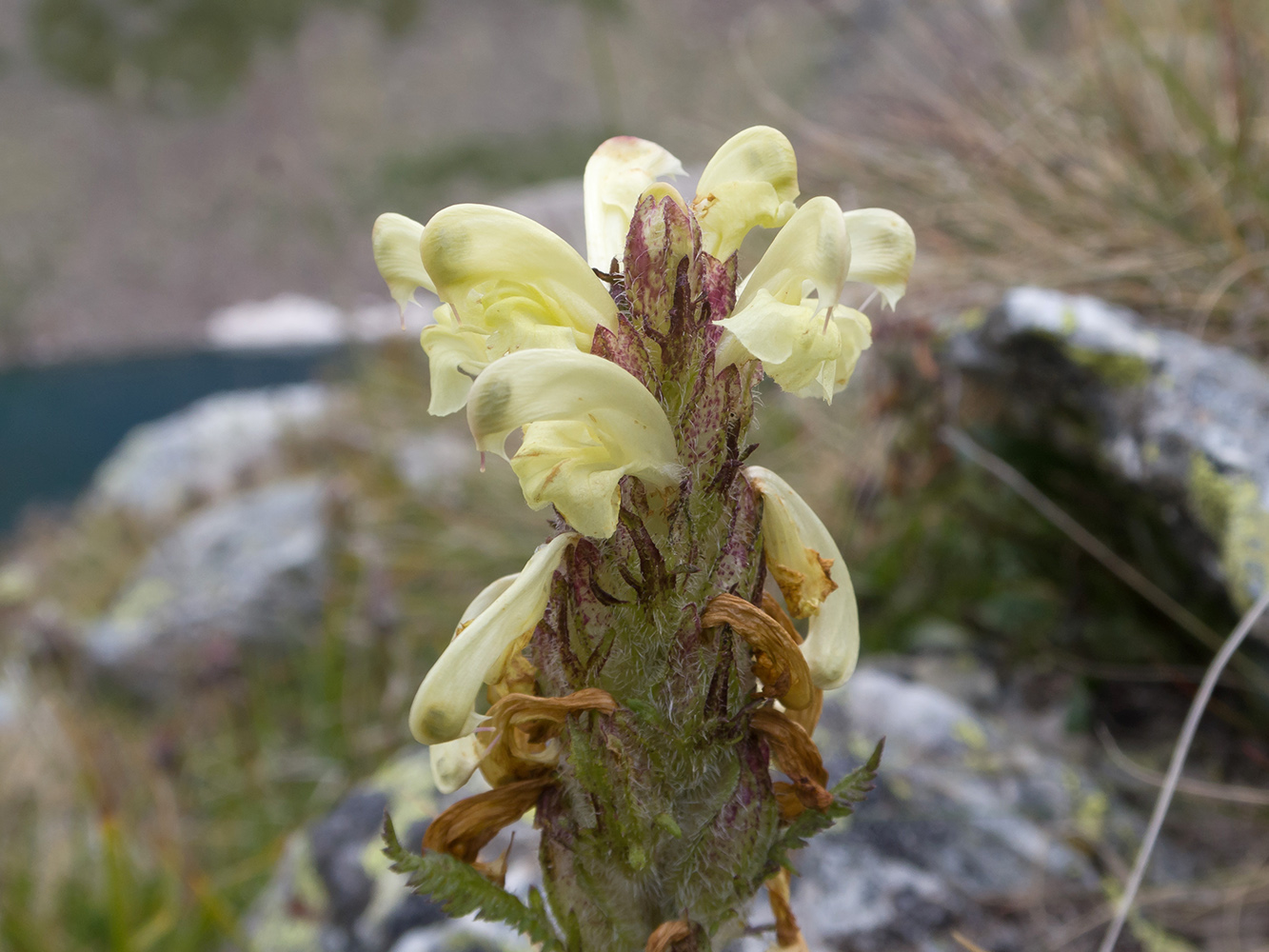 Изображение особи Pedicularis chroorrhyncha.